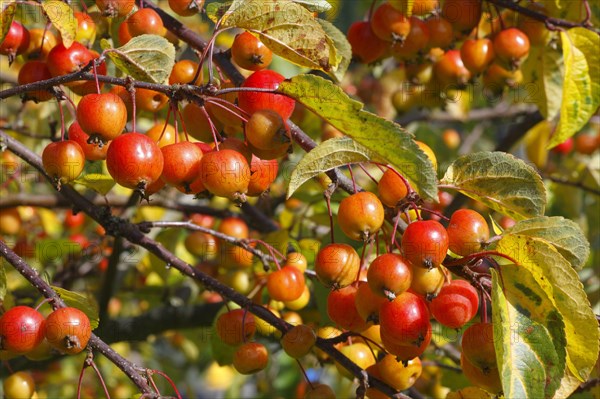 'John Downie' ornamental apple