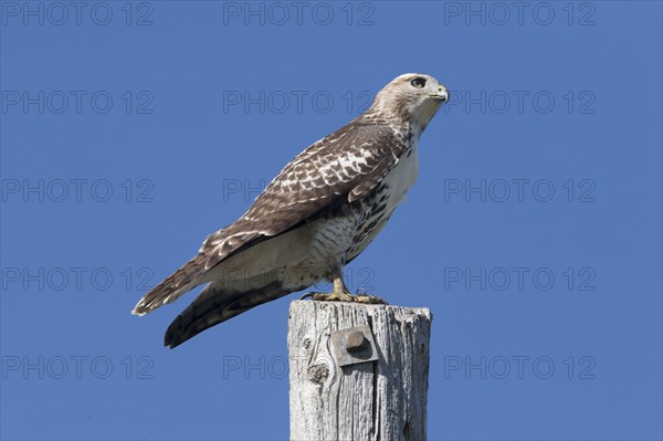 Red-tailed Hawk