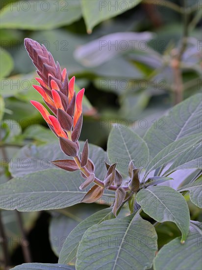 Divorced Aphelandra