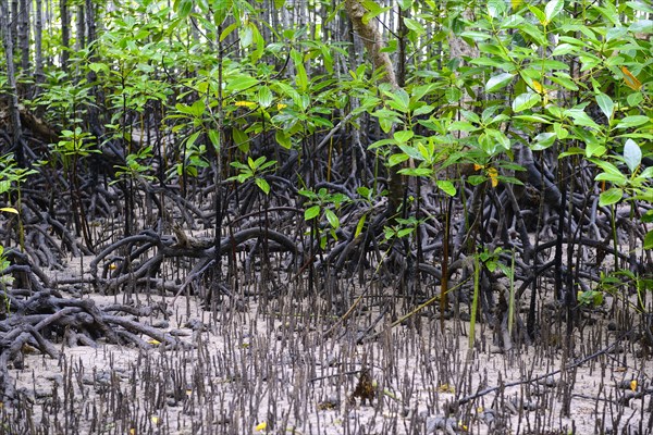 Grey mangrove