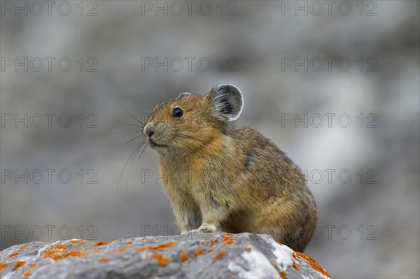 American pika