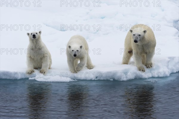 Mother polar bears