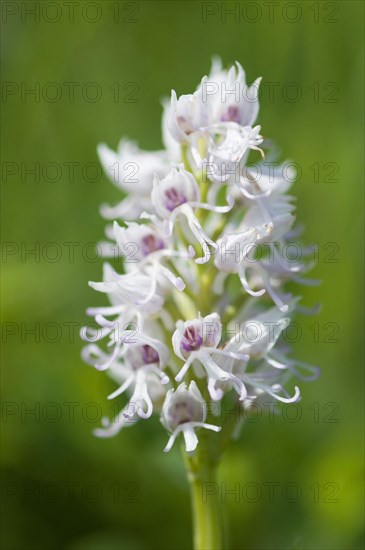 (Orchis simia)