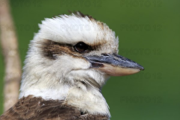 Laughing Kookaburra