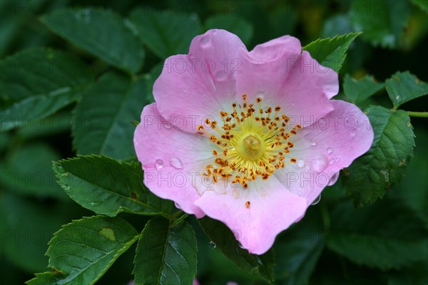 Dog rose