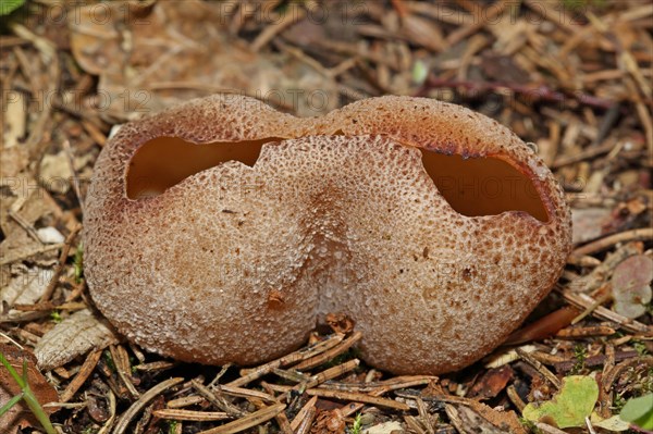 Common Morel Fritillary