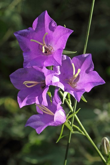 Peach-leaved bellflower