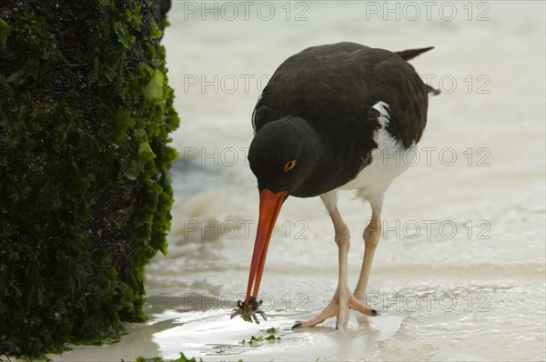 American oystercatcher