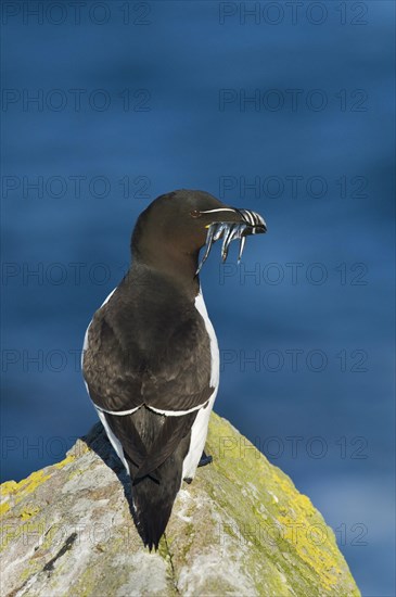 Razorbill