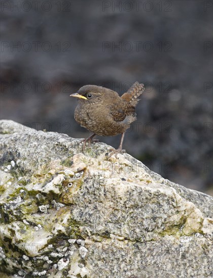 Shetland wren