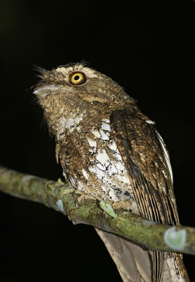 Javan Frogmouth