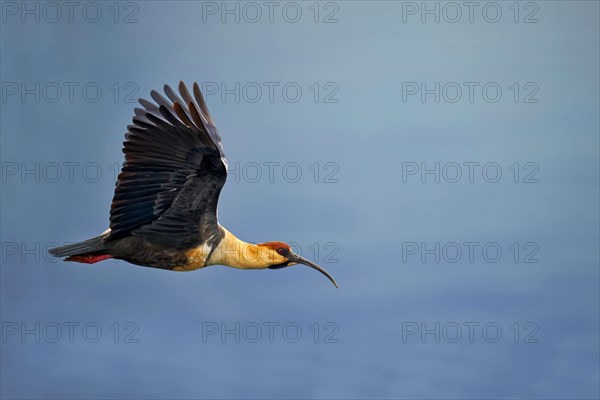 Black-faced Ibis