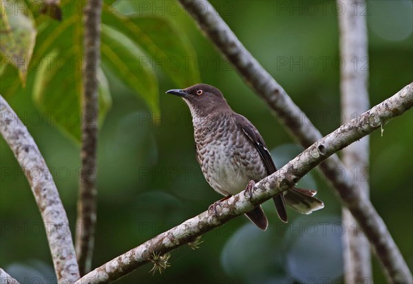 Scaly-breasted Thrasher