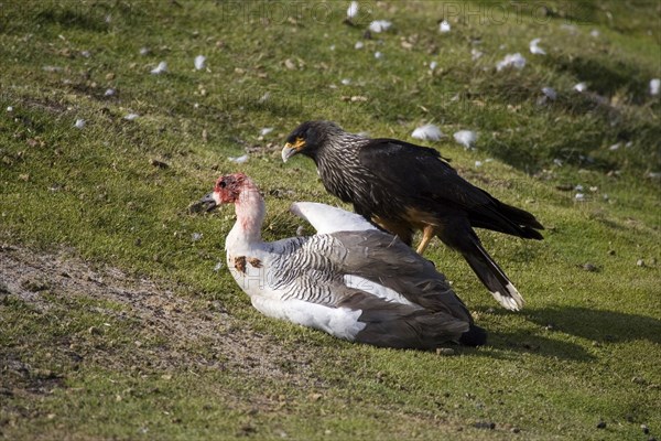 Striated Caracara