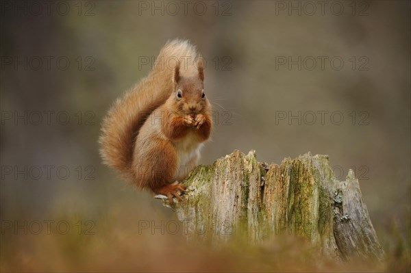 Adult Eurasian red eurasian red squirrel