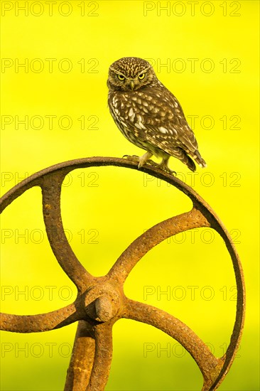 Little Owl