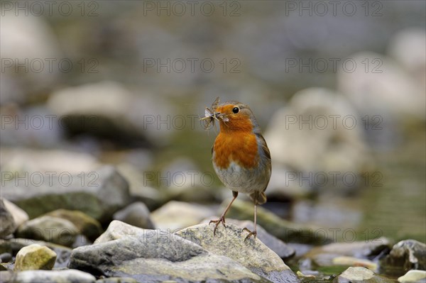 European european robin