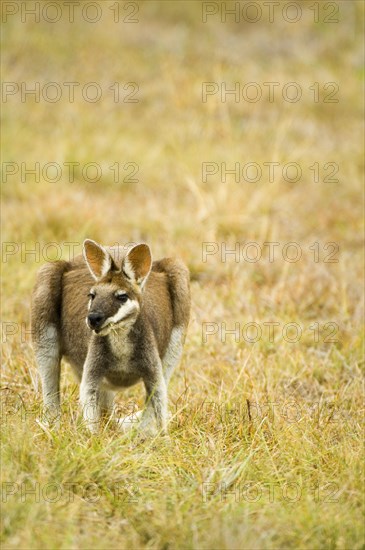 Whiptail wallaby