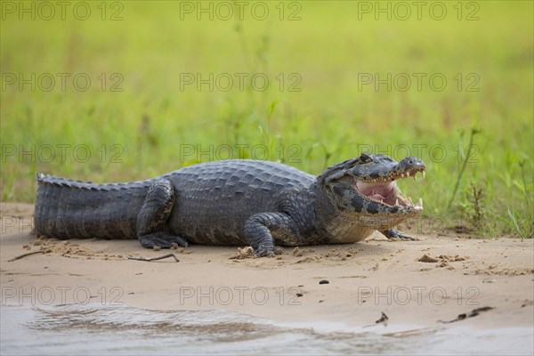 Paraguayan yacare caiman