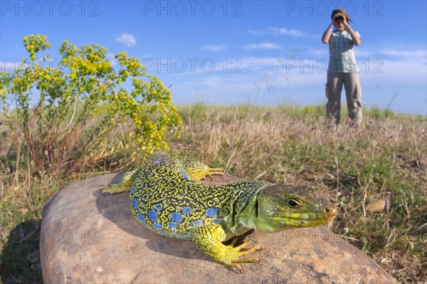 Adult female Ocellated ocellated lizard
