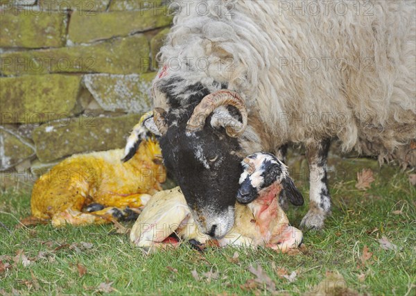 Domestic Sheep