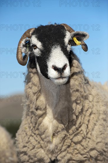 Domestic Sheep