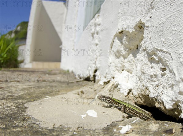 Italian wall lizard