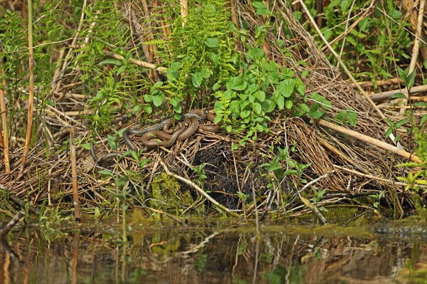 Grass snake