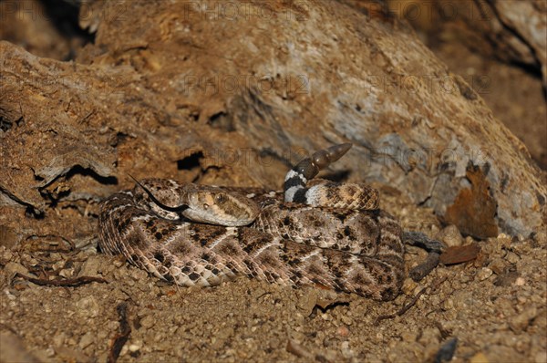 Western Diamondback Rattlesnake