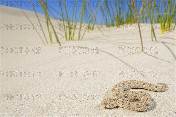 Schneider's Dwarf Adder