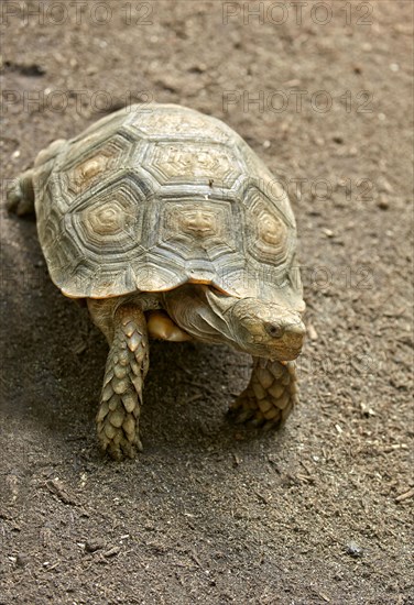 Brown Tortoise
