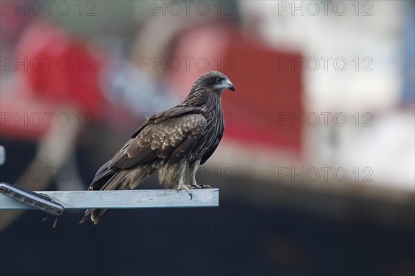 Black-eared Kite