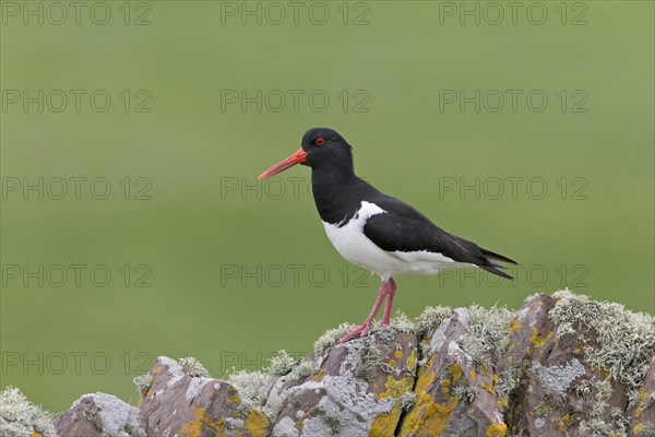 Eurasian Oystercatcher