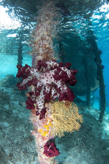 Coral growing on jetty stantion