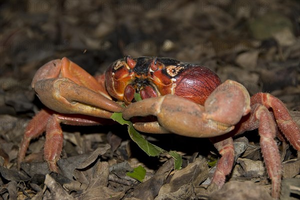 Christmas island red crab