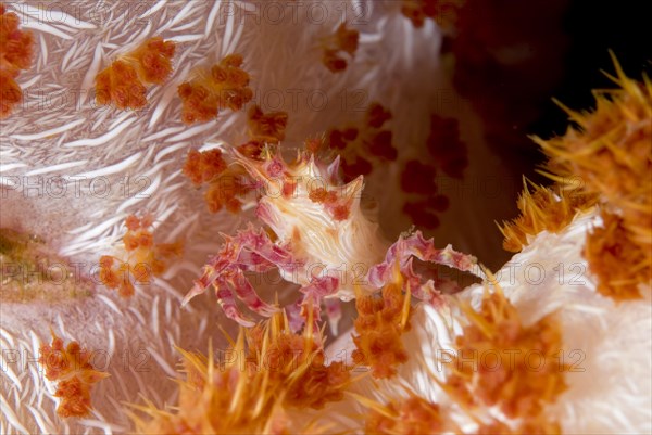 Dendronephtya crab