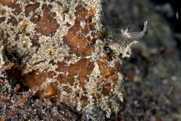 Brackish Frogfish