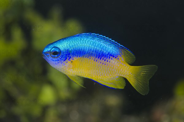 Golden-bellied damselfish