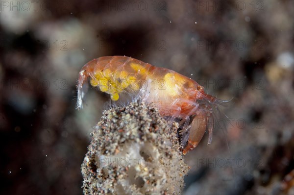 Snapping Shrimp