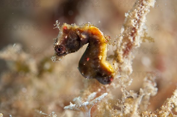 Pontoh's pygmy seahorse