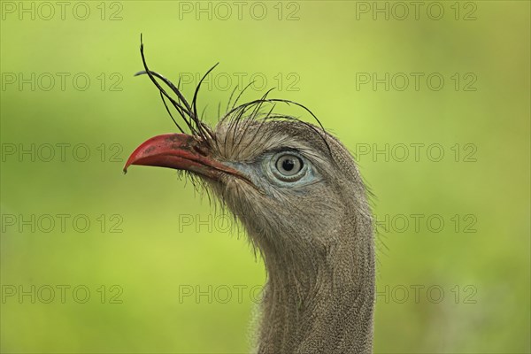 Red-legged Seriema