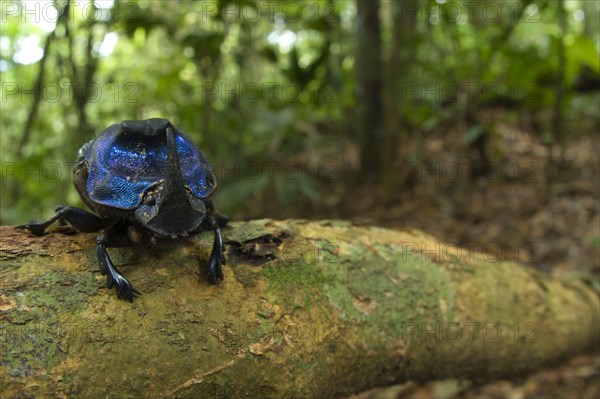 Adult dung beetle