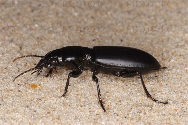 Large-headed Ground Beetle