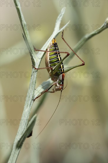 Saddle-backed Bush-cricket