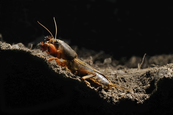 European Mole Cricket