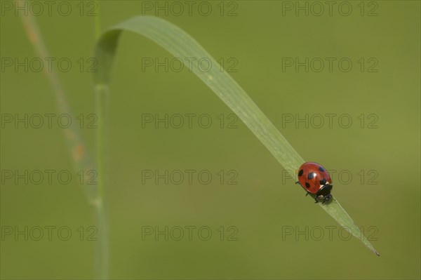 Seven-spot Ladybird