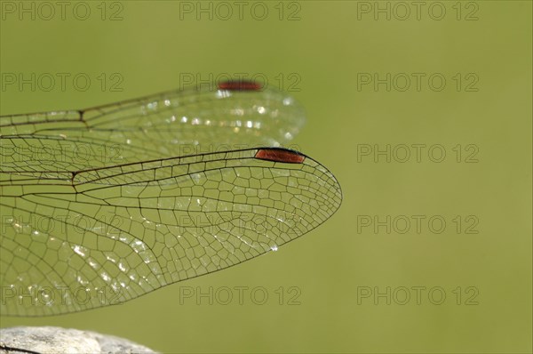 Common Darter