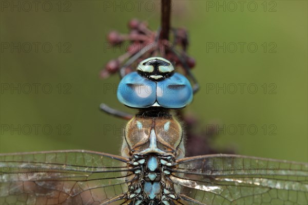 Blue-eyed hawker