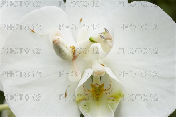 Walking flower mantises