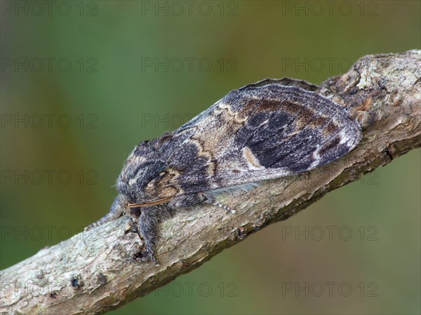 Prominent adult with three humps